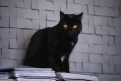 Dusia - czarna piękność, cudna kotka do pokochania!