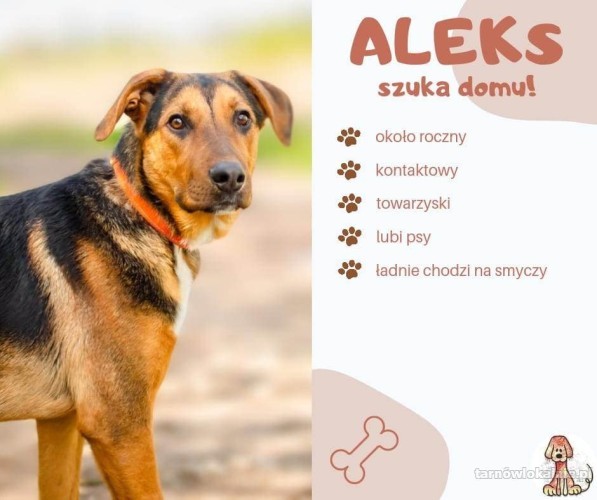 Aleks - pies, który jest gotów podbić z Tobą świat!